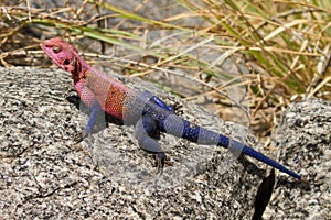 The Mwanza flat-headed rock agama lizard photo