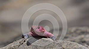 mwanza flat headed rock agama lizard standing still and alert on a rock in the wild serengeti national park, tanzania