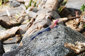 Mwanza Flat-Headed Rock Agama photo