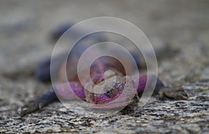 Mwanza flat-headed rock agama photo