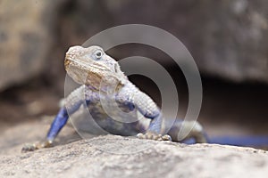 Mwanza flat-headed rock agama, Serengeti National Park, Tanzania.