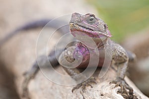 Mwanza flat-headed rock agama, Serengeti National Park, Tanzania.