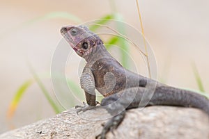 Mwanza flat-headed rock agama, Serengeti National Park, Tanzania.