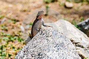 Mwanza flat-headed rock agama or the Spider-Man agama (Agama mwanzae) at Serengeti national park, Tanzania