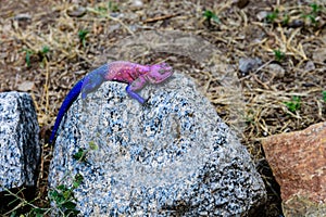 Mwanza flat-headed rock agama or Spider-Man agama (Agama mwanzae) at Serengeti national park, Tanzania. Wildlife photo