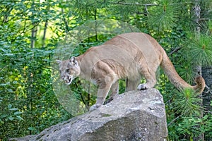 Mountain lion