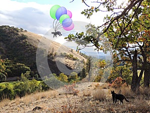 My adventuresome black and white cat taking a whimsical trip with colorful balloons