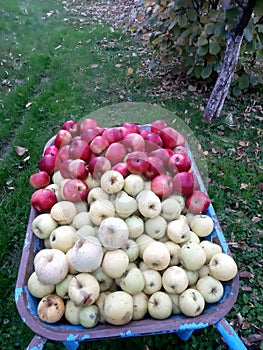 My apples in Mollopolc Shtime Kosova