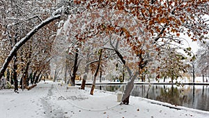 Orange leaves and a snowfall