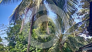 My backyard coconut tree at pahang malaysia