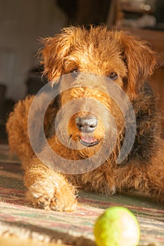 My Ball - Airedale Looking Cute