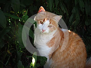 my beautiful cat in the bush photo