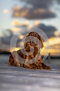 My beautiful Irish Setter in the sunset