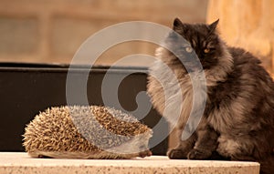 MY little KITTY, PELUSA and PIPPO, THE HEDGEHOG photo