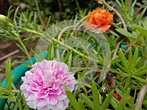 This is My beauty flowers