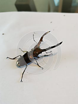 My beetle metallifer