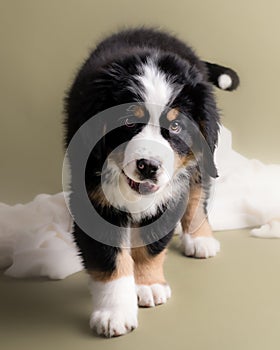 My best big friend Bernese Mountain Dog