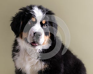 My best big friend Bernese Mountain Dog