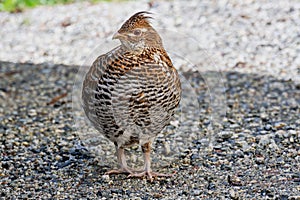 My Best Side Ruffed Grouse shows-off profile