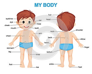 My body. Cute cartoon boy. Body parts poster