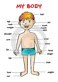 My body`, educational info graphic chart for kids