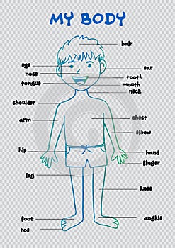 My body`, educational info graphic chart for kids