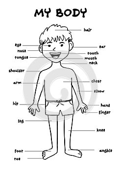 My body`, educational info graphic chart for kids