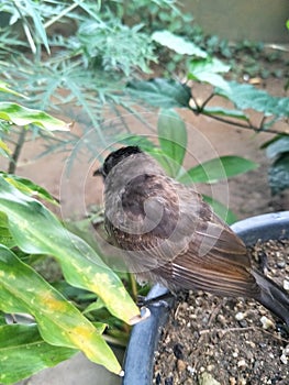 My bul bul Bird Robin