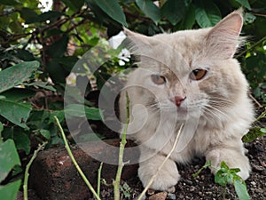 My cat hiding under bushes