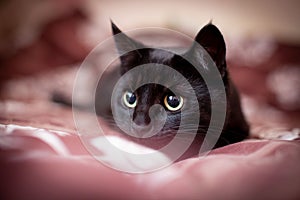 My cat...predator...