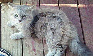 My Cat Screwy laying down relaxing enjoying a beautiful day