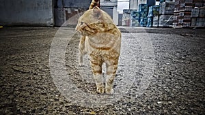 My cat standing like a tiger