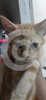 my cat is very cute sharp eyes