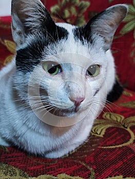 My Cute Cat in my home look you