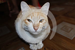 my cute cat is looking at the camera