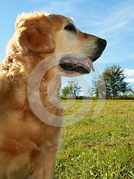 My darling dog - golden retrie