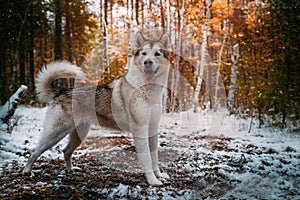Dog is an Alaskan malamute photo