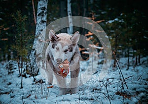 dog is an Alaskan malamute photo