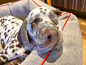 My dog, Chance, sniffing the camera with his perfect cold, wet, big, brown nose and closed eyes.Brown chocolate