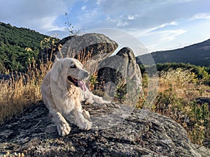 This is my dog Havana in the nature