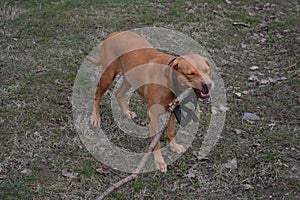 Dog chewing branch 3