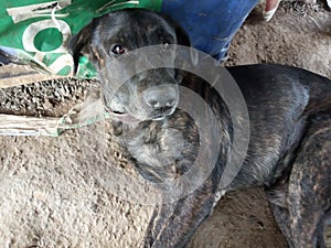 My dog lebra dog by cross bread