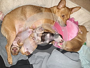 My dog paisley chihuahua &rednose miniature doberman pinscher w/ her 4 boys their dad is a  miniature dachshund breed