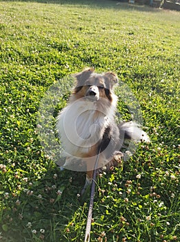 My dog Ricky in a field