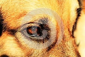 My dog's eye