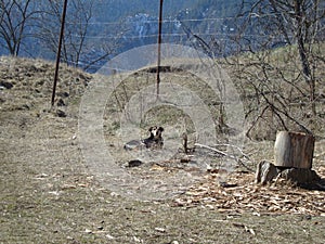 My dog sits in our yard overlooking the mountain next to our house