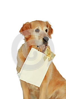 My dog -â€ž Golden retriever â€œ