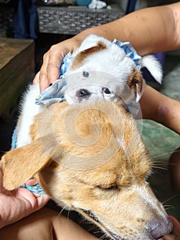 My Dogie , so cute , friendly