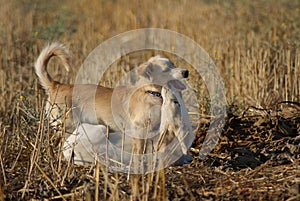 My Dogs; Pamuk and Boncuk photo