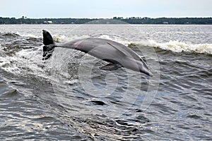 Dolphin